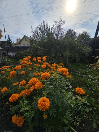 
  Продам дачу, 53 м², СНТ Красноярец-4
. Фото 16.