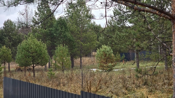 
  Продается земельный участок, 50 соток, деревня Сухая деревня
. Фото 2.