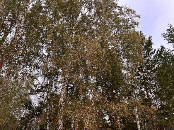 
  Продается коттедж, 165 м², село Власиха
. Фото 27.