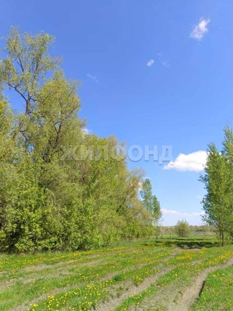 
  Продается земельный участок, 76 соток, село Шадрино
. Фото 4.