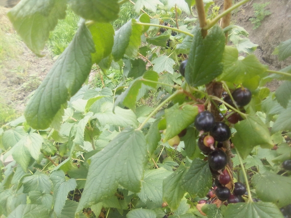 
  Продам дом 24 м². Фото 14.