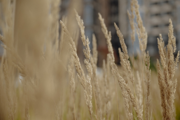 
  Продается 1-комн. квартира, 50.49 м², ЖК Сибиряков, блок-секция 7
. Фото 12.