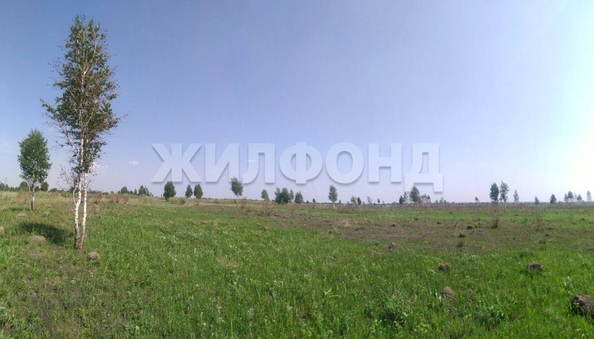 
  Продам  дачный участок, 185.9 соток, Кудряшовский пос

. Фото 2.