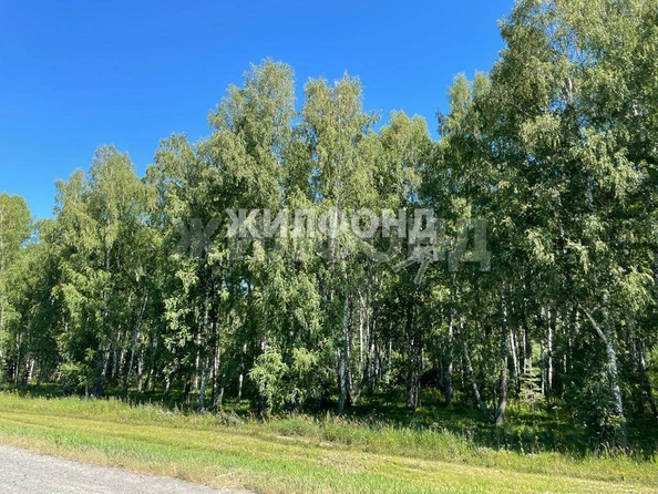 
  Продается земельный участок, 30 соток, село Листвянка
. Фото 2.