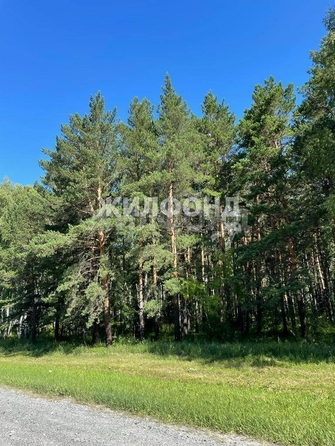 
  Продается земельный участок, 30 соток, село Листвянка
. Фото 3.