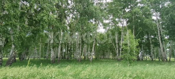 
  Продается земельный участок, 30 соток, село Алексеевка
. Фото 7.