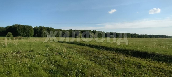 
  Продается земельный участок 30 соток. Фото 8.