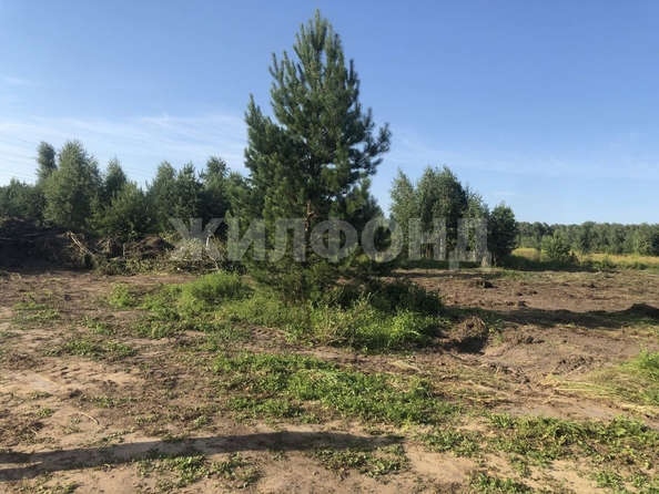 
  Продается земельный участок, 19.06 соток, село Морозово
. Фото 12.