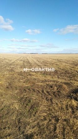 
  Продается земельный участок, 970 соток, село Новопичугово
. Фото 7.