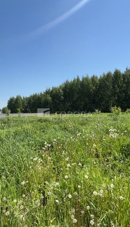 
  Продается земельный участок 6 соток. Фото 5.