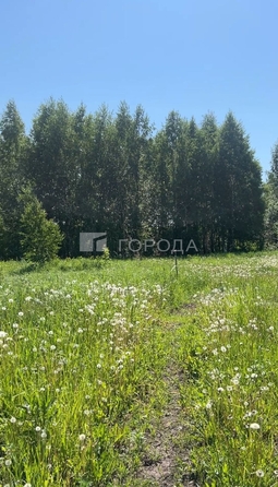 
  Продается земельный участок 6 соток. Фото 6.