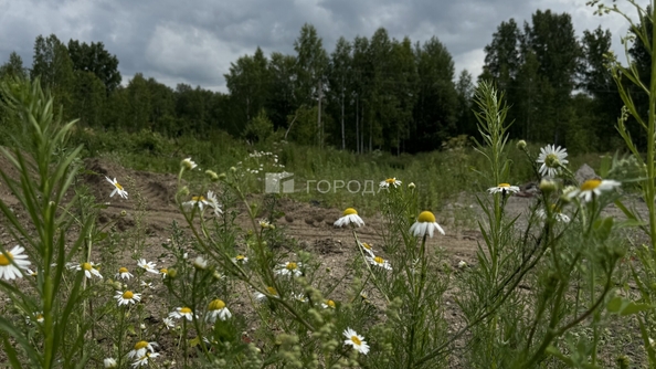 
  Продается земельный участок 4.2 сотки. Фото 8.
