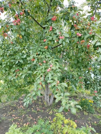 
  Продается земельный участок 7.3 соток. Фото 15.