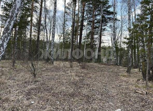 
  Продается земельный участок 6 соток. Фото 5.