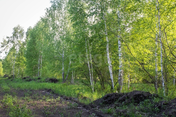 
  Продается земельный участок 10 соток. Фото 11.