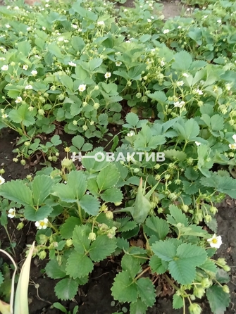 
   Продам коттедж, 20 м², Коченево

. Фото 35.