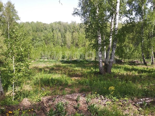 
  Продам  дачный участок, 9.2 соток, Каинская Заимка

. Фото 6.