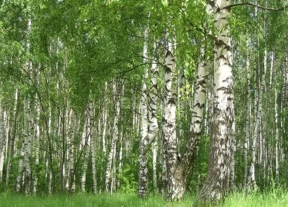 
  Продается земельный участок, 10 соток, село Чернолучье
. Фото 1.