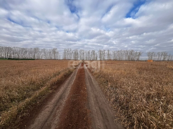 
  Продается земельный участок, 11.16 соток, село Розовка
. Фото 4.