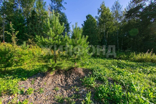 
  Продам дачу, 11.6 соток, сдт Чернобыль-2 (д Чернышевка)

. Фото 24.