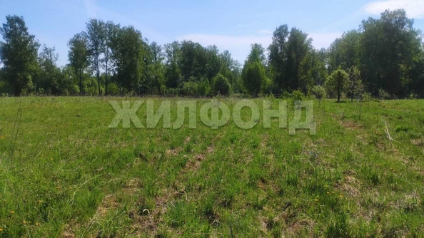 
  Продается земельный участок, 408 соток, деревня Госконюшня
. Фото 4.