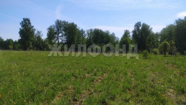 
  Продается земельный участок, 408 соток, деревня Госконюшня
. Фото 7.