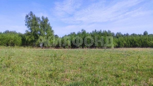 
  Продается земельный участок, 408 соток, деревня Госконюшня
. Фото 11.