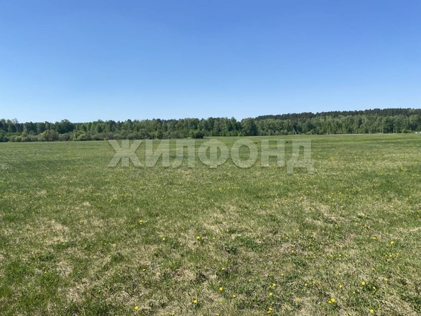 
  Продается земельный участок, 15 соток, село Курлек
. Фото 6.