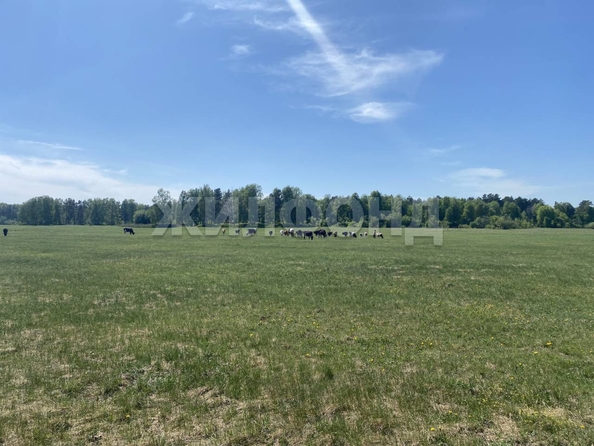 
  Продается земельный участок, 15 соток, село Курлек
. Фото 7.