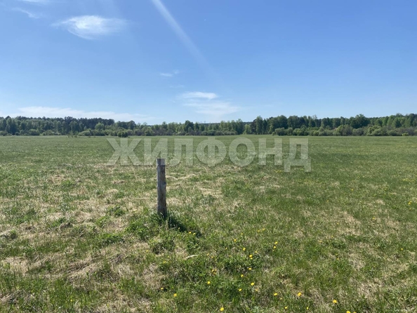 
  Продается земельный участок, 15 соток, село Курлек
. Фото 18.