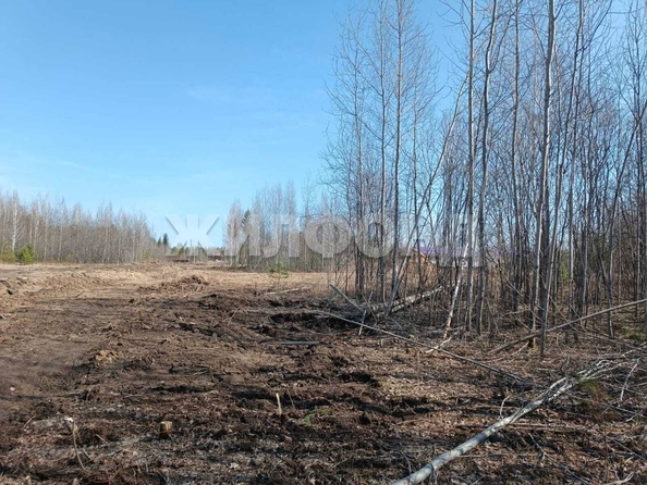 
  Продается земельный участок, 6 соток, деревня Кисловка
. Фото 4.