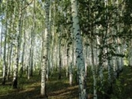 Участок, 257 сот., Земля сельхозназначения