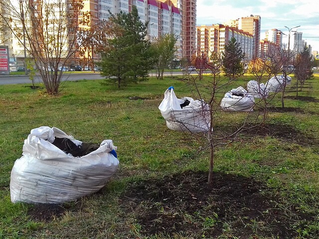 Почему красноярцы не видят результатов озеленения города?
